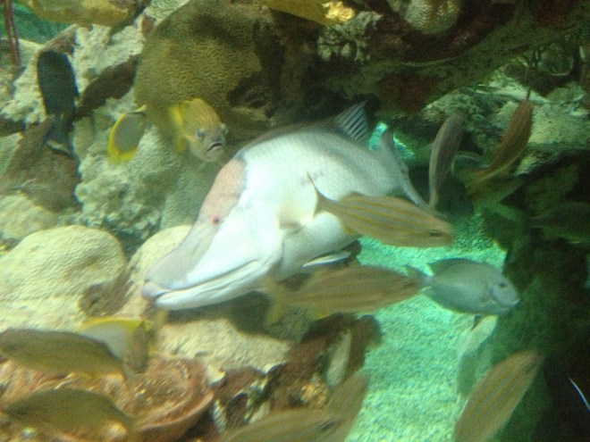 This fish is paralyzed by his fear of needles.