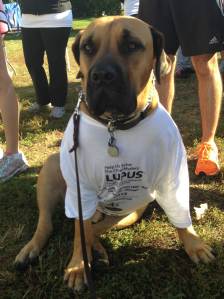 Tank supports Lupus.  (Courtesy of Aunt Kathy)
